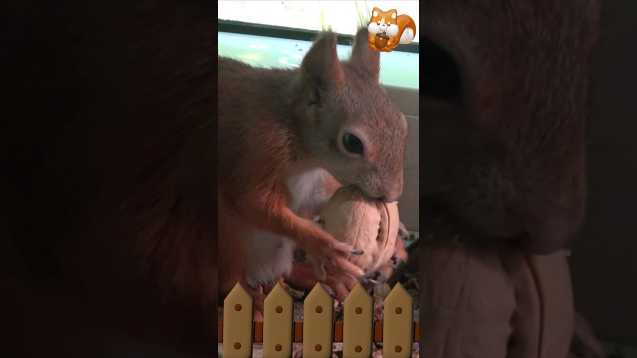 БЕЛКА ПСИХанула и РАЗГРЫЗЛА ОРЕХ НА РАЗ-ДВА. УЧИТЕСЬ С ВАШИМИ ОРЕХОКОЛАМИ смотреть онлайн