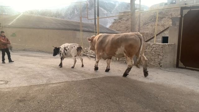 Прод-ся бык мясной Симментал 220р за кг живого веса.2года 6мес.весит больше тонна смотреть онлайн