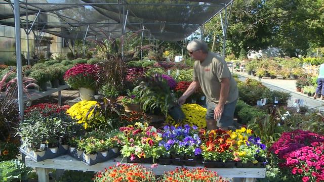 Fall Flowering Plants! смотреть онлайн