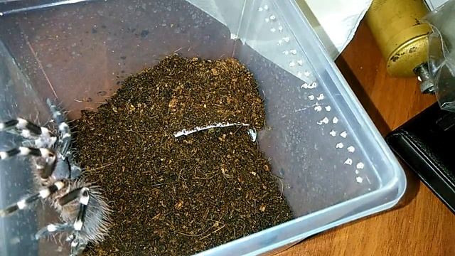 Когда паук птицеед на диете [Оригинал] смотреть онлайн