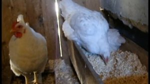 Куры Геркулес Содержание кур Какие куры лучше для хозяйства