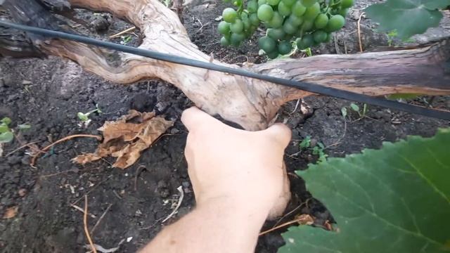 Сорт винограда Русский конкорд в Тамбове. Кондиция на 22.08.2021г. смотреть онлайн