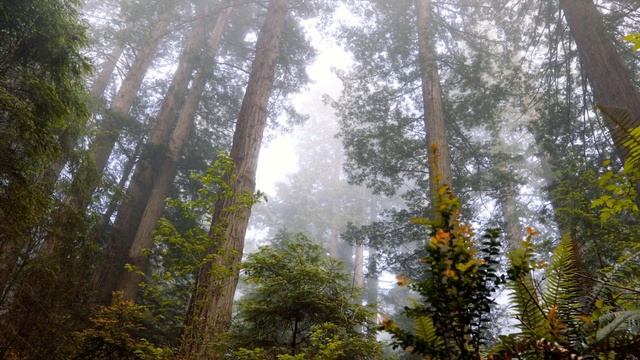 Relaxing Music with Birds Chirping - Beautiful Piano Music for Stress Relief смотреть онлайн