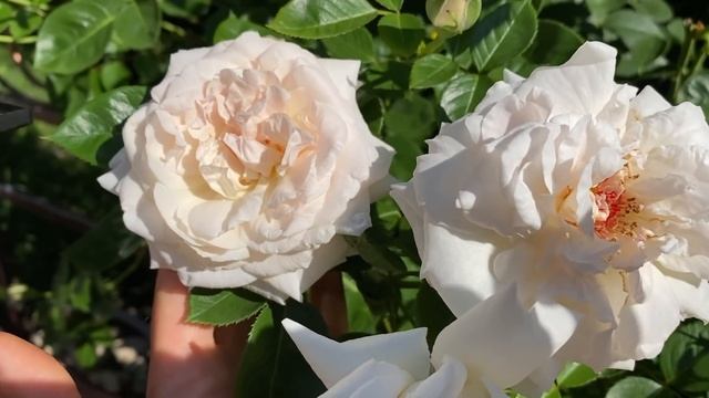 РОЗЫ. ЧТО ВЫ СЕЙЧАС ТОЧНО, ДОЛЖНЫ ДАТЬ СВОИМ РОЗАМ . смотреть онлайн