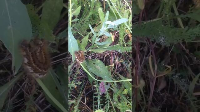 ПРОГУЛКА// ГУСЕНИЦА СКОРО СТАНЕТ БАБОЧКОЙ// ДАЧА! смотреть онлайн