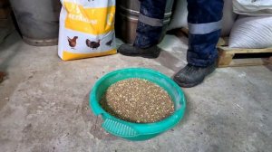 Чем кормить кур, сколько раз в день и в каком количестве. Жизнь в деревне.