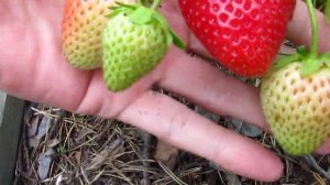 Клубника сорт Моллинг Столетие  (Malling Centenary) 2019 г. Верхозин Юрий