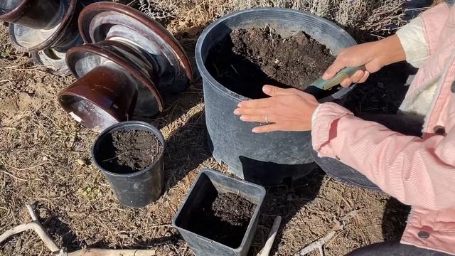 How  I Propagate Osier Dogwood / Cornus  Sericea