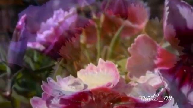 Carlos Santana - Samba Pa ti. смотреть онлайн