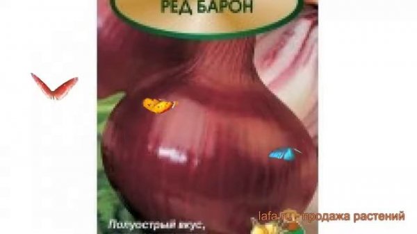 Лук репчатый Ред Барон (red baron red baron) ? лук Ред Барон обзор: как сажать семена лука Ред Баро