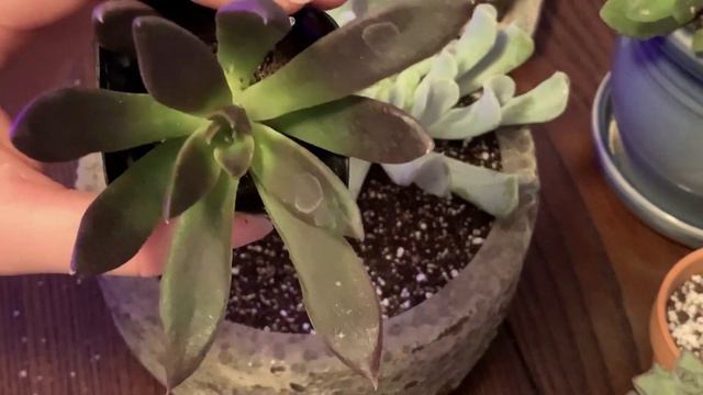 How I Made My Halloween Inspired Succulent Arrangement ☠️👻 смотреть онлайн