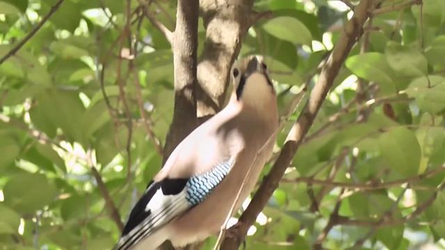 Сойка обыкновенная. смотреть онлайн