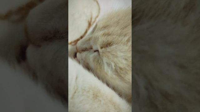 Ласковая кошечка Инуська😻 смотреть онлайн