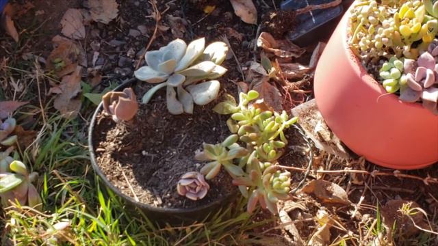 Arrange With Me!! - Succulent Arrangement for my Boyfriend - Central Valley Succulent Tips смотреть онлайн