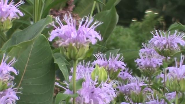 Minnesota Native Plant - Wild Bergamot (Monarda Fistulosa) смотреть онлайн