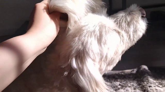 Как я быстро и просто привожу в порядок собаку дома. Мытье и стрижка собаки