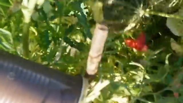 собираем семена моркови смотреть онлайн