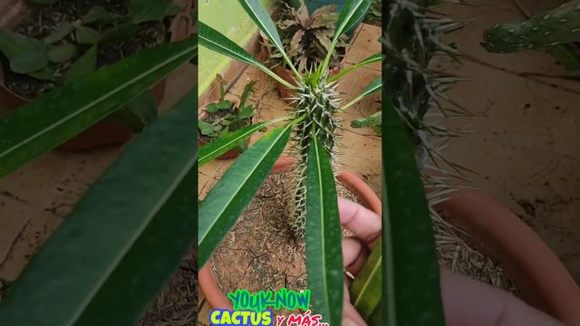 🚨ALERTA🚨 LAS HOJAS de mi PALMA DE MADAGASCAR SE CAEN 😱 SOLUCIÓN? (Pachypodium lamerei) смотреть онлайн