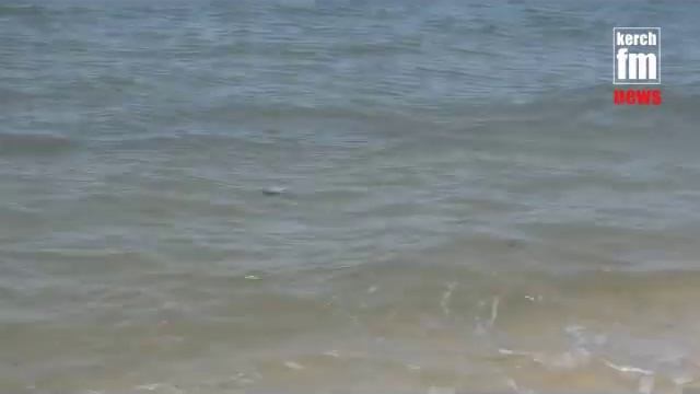 Под Керчью в море и на берегу дохлые птицы смотреть онлайн