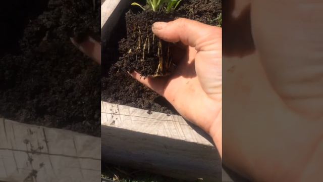 ГЕЛИХРИЗУМ!высадка в открытый грунт! смотреть онлайн