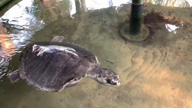 Шри-Ланка. Sea Turtles Conservation Project. Широкий и безлюдный пляж Бентота. Индийский океан. смотреть онлайн