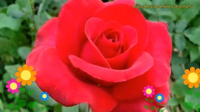 Роза чайно-гибридная Кардинал. Краткий обзор, описание характеристик, где купить саженцы Kardinal смотреть онлайн