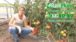 Томат Бабушкино лукошко