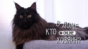 ВОДОПЛАВАЮЩИЙ КОТ!