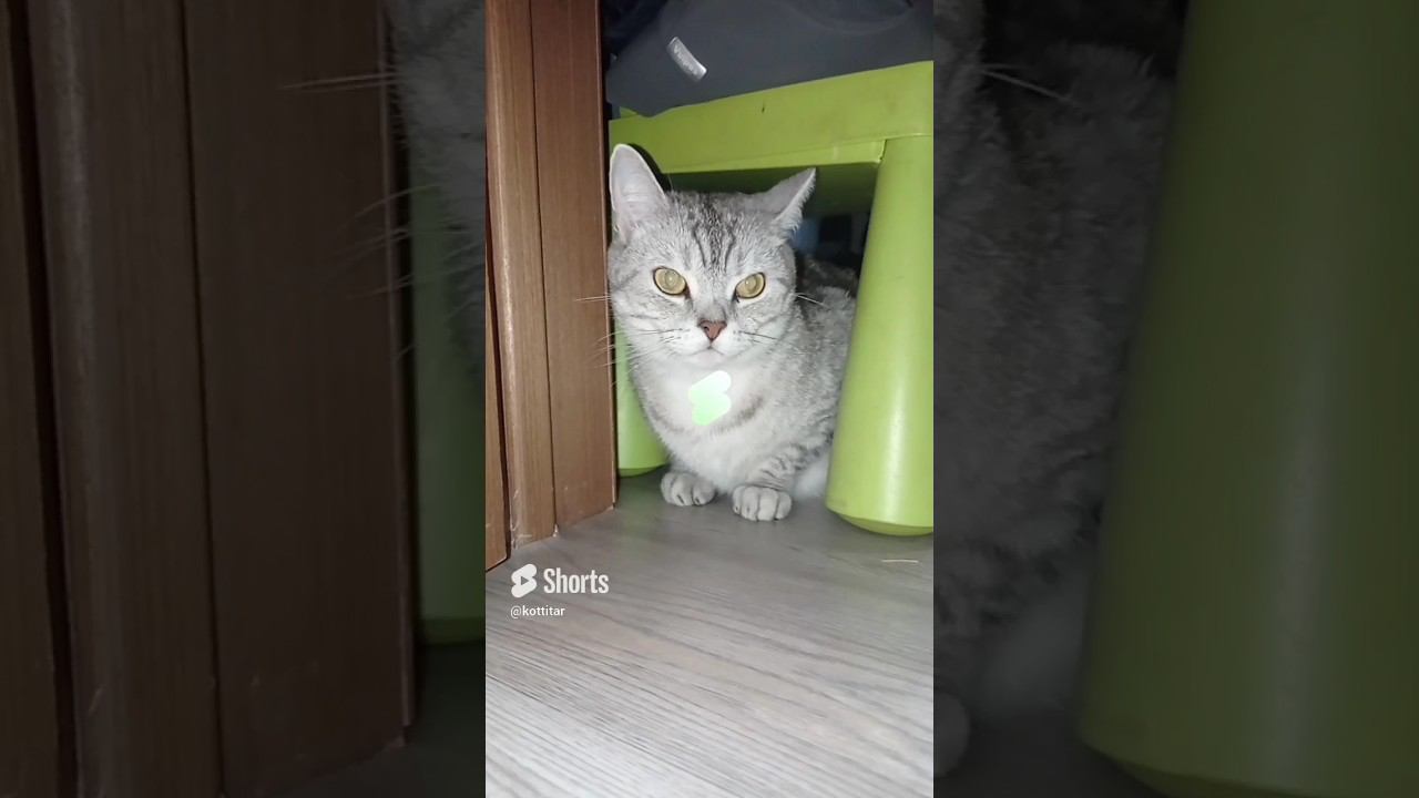 Кого ты спасешь? #shorts #котики #лайк #подписка #вместе #ребята смотреть онлайн