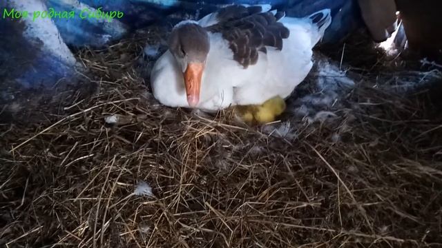 Про гусынь на гнездах. Почему одна перекатила яйца в другое гнездо? Что случилось? смотреть онлайн