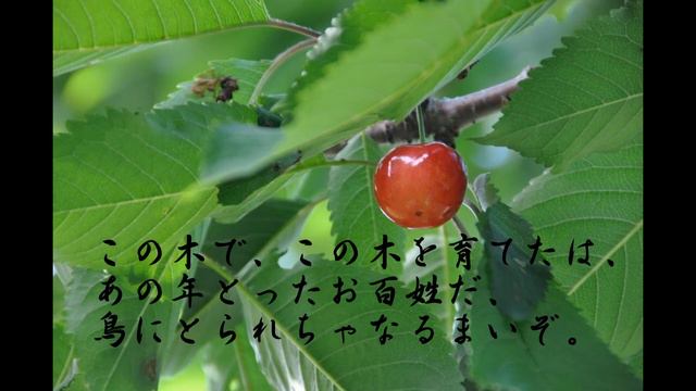 りこうな桜んぼ　作詩：金子みすゞ　作曲：新谷喜代志 смотреть онлайн