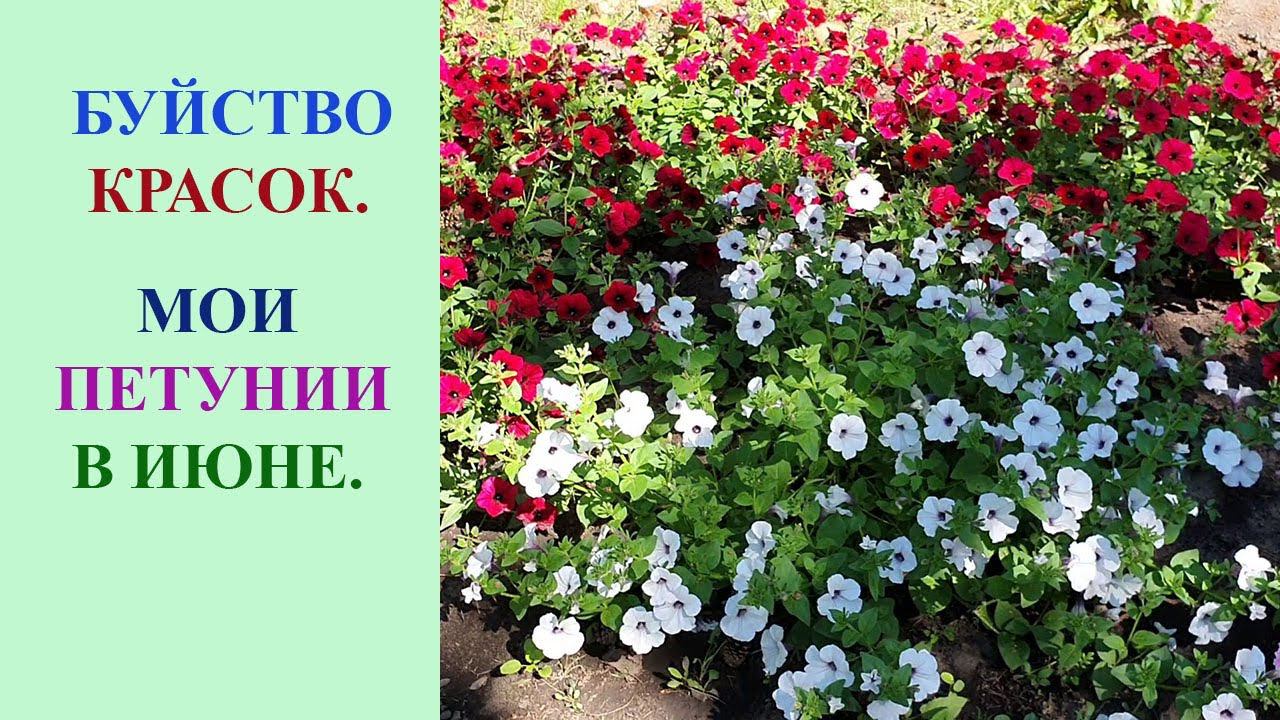 ПЕТУНИИ В КАШПО И ОТКРЫТОМ ГРУНТЕ. ЧТО ЛУЧШЕ? смотреть онлайн