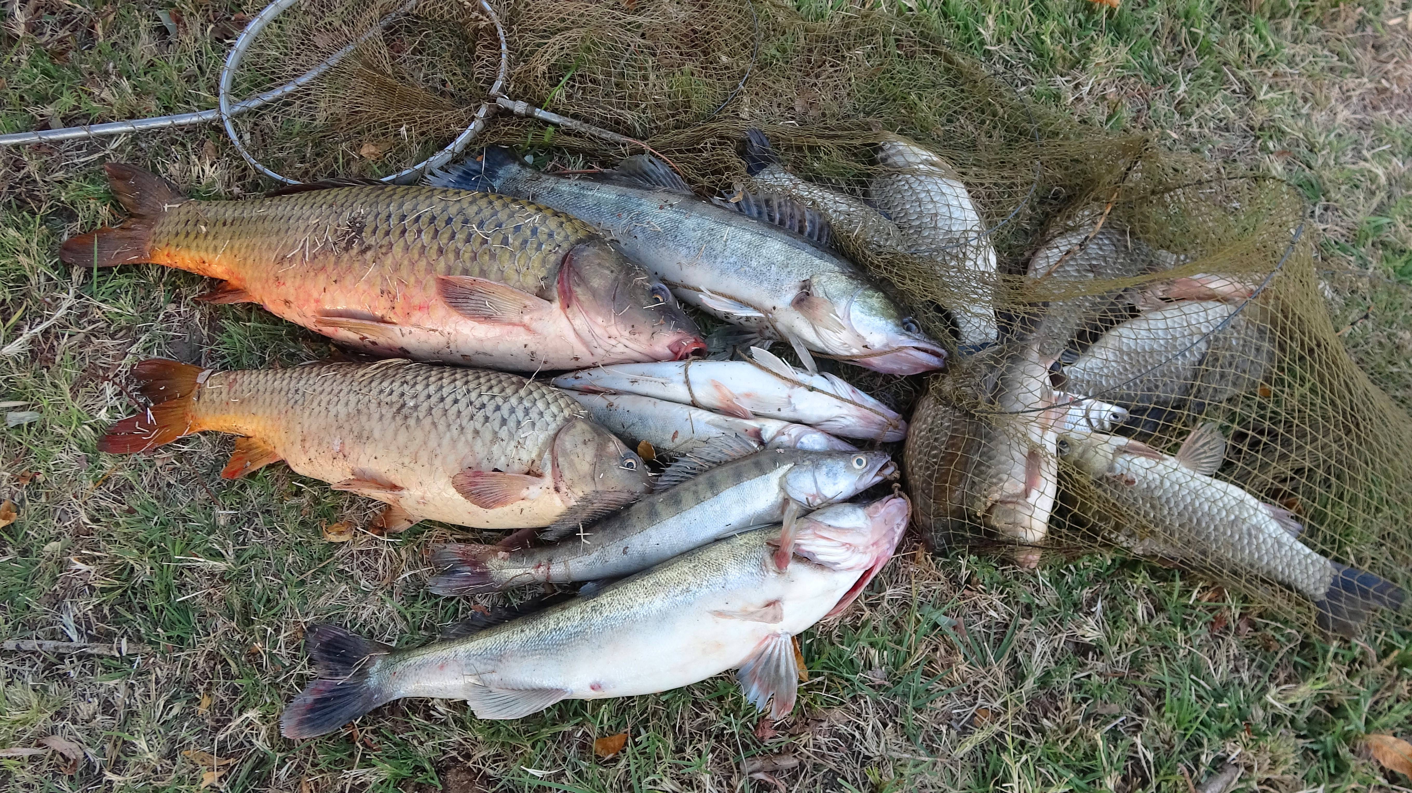 ВАУ... ДА ТУТ ВСЯ РЫБА. ВОТ ЭТО УЛОВ. САЗАН И СУДАК В СИЛЬНЫЙ ВЕТЕР. Рыбалка на закидушки и спиннинг смотреть онлайн