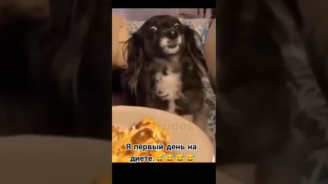 первый день на диете🤣 смотреть онлайн