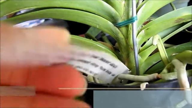 Orchid Haul May 2015: San Alejo Flea Market / Mercado de San Alejo смотреть онлайн