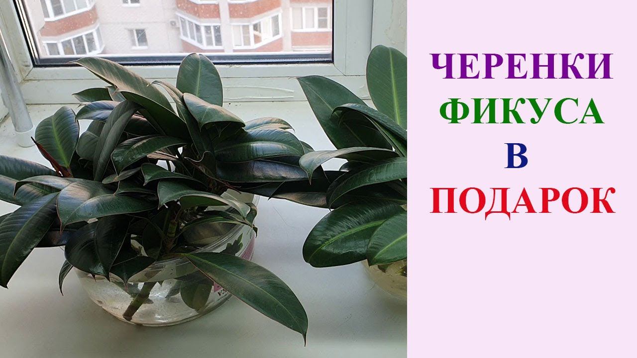 ЧЕРЕНКИ ФИКУСА В ПОДАРОК смотреть онлайн