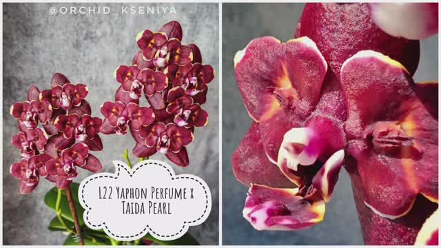 Phal. L22 Yaphon Perfume x Taida Pearl 🤎 Очередное домашнее цветение темной восковой орхидеи бабочк смотреть онлайн