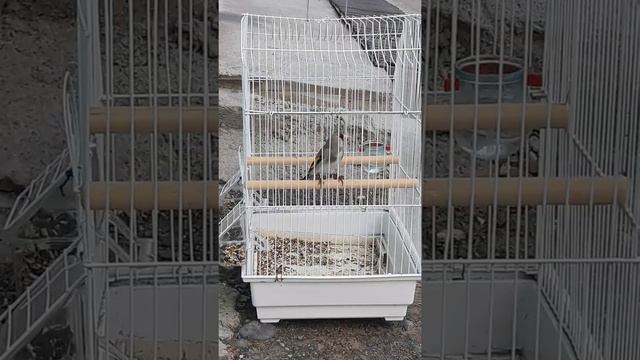 Саба истаравшан чир чирак смотреть онлайн