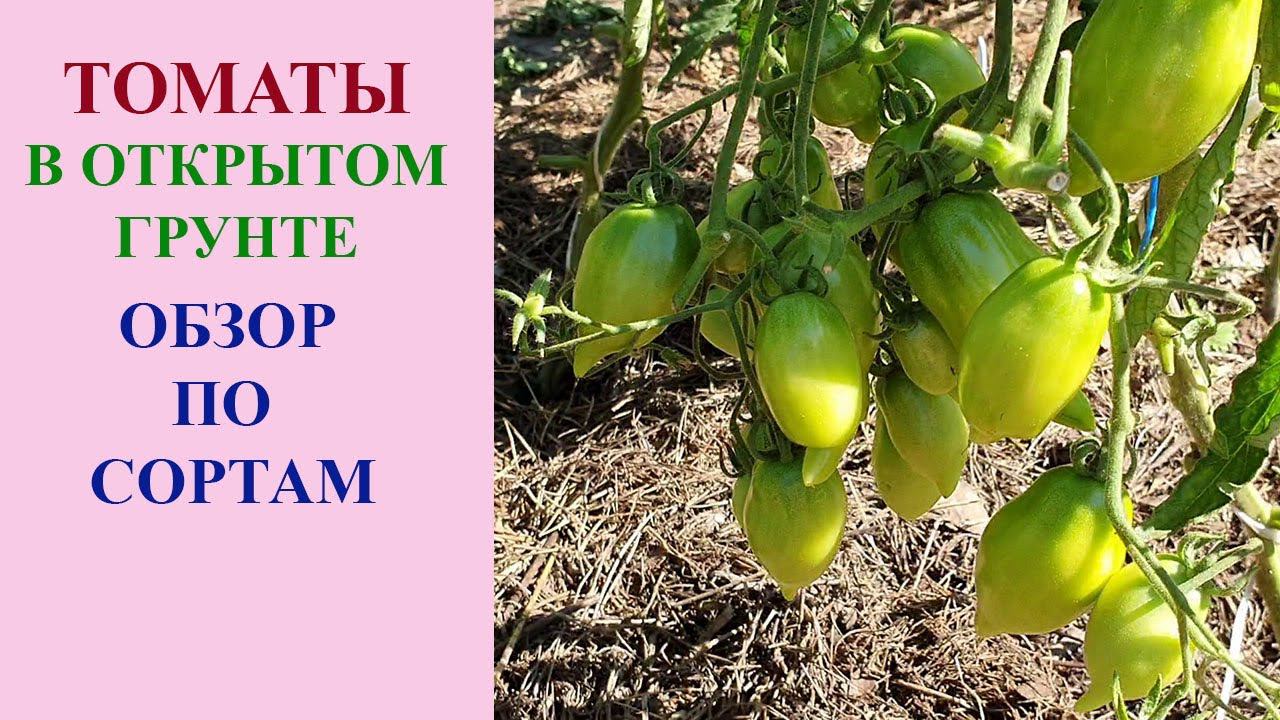 ОБЗОР ТОМАТОВ В КОНЦЕ ИЮНЯ. 34 СОРТА В ОДНОМ ВИДЕО. смотреть онлайн