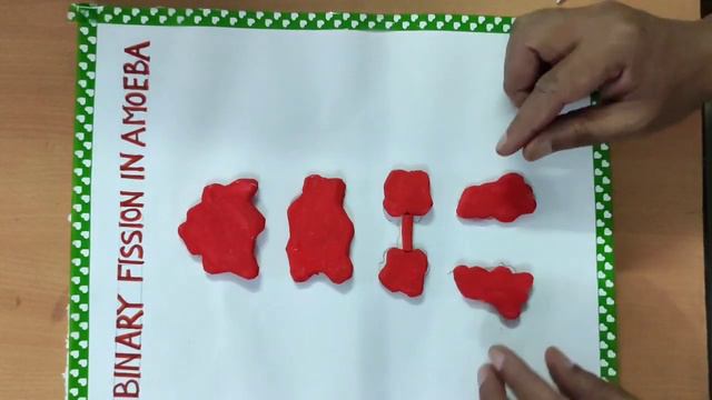 MODEL OF BINARY FISSION IN AMOEBA WITH THERMOCOL PLATES (CLASS 8 LESSON NO 9) смотреть онлайн