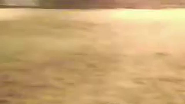 RODEIO PRIMAVERA SP смотреть онлайн