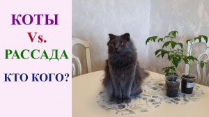 ПРОСТАЯ, БЮДЖЕТНАЯ, ИЗЯЩНАЯ ЗАЩИТА РАССАДЫ ОТ КОТА.