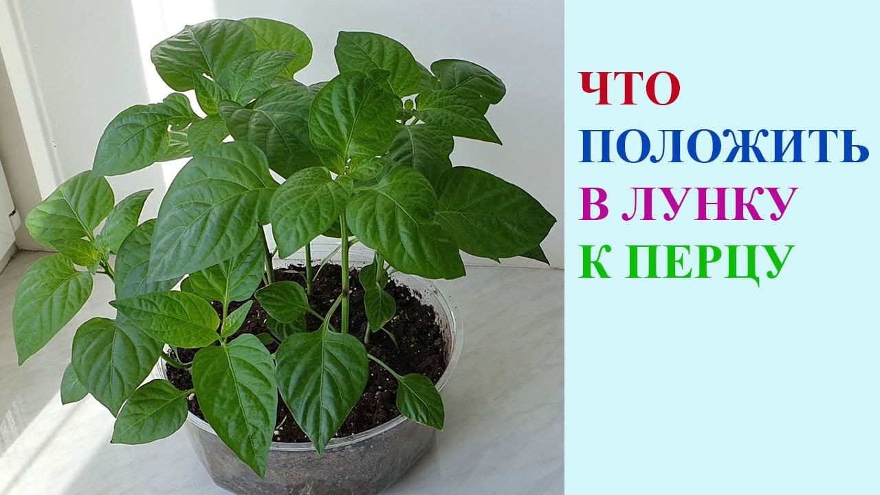 ВЫСАДКА ПЕРЦЕВ В ОТКРЫТЫЙ ГРУНТ. ЧТО ПОЛОЖИТЬ В ЛУНКУ. смотреть онлайн