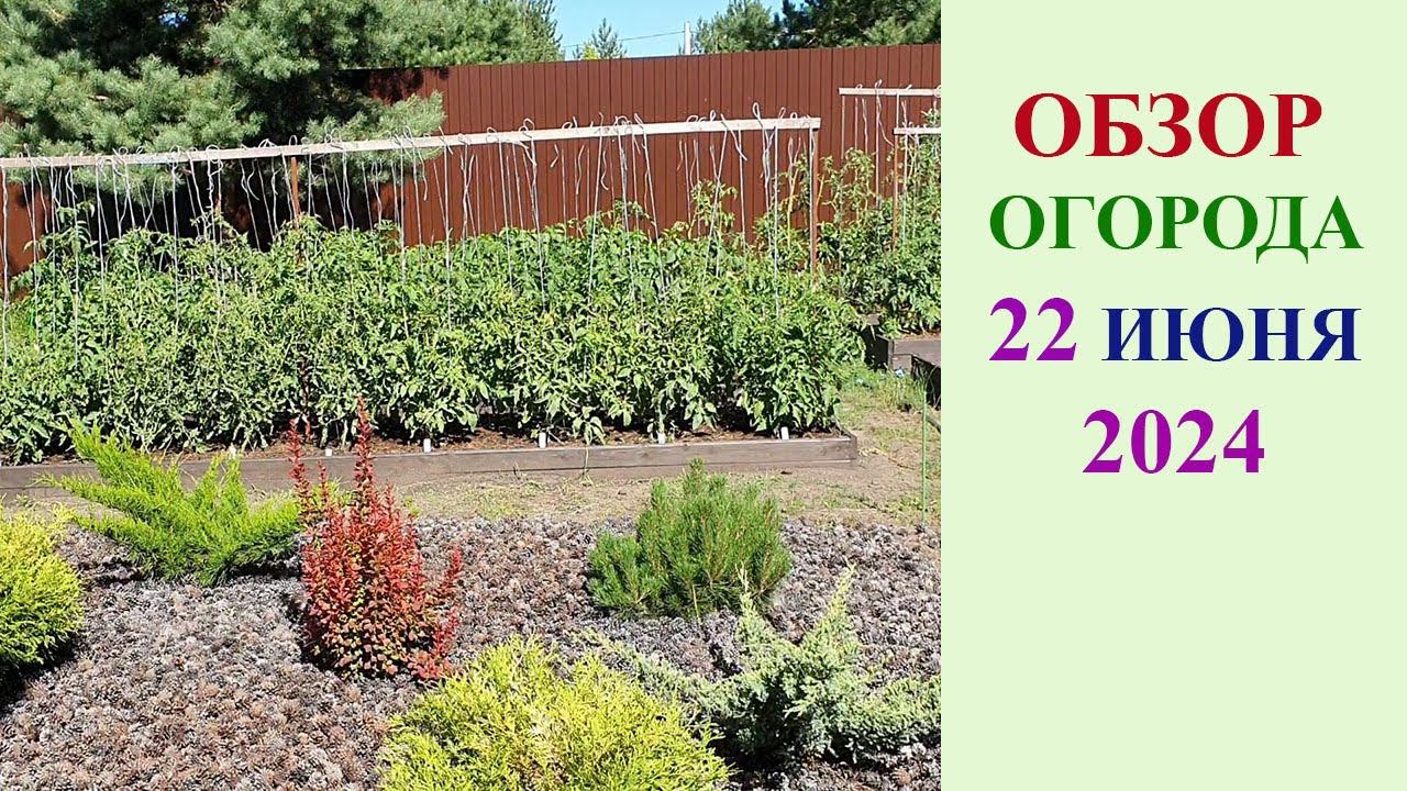 ОБЗОР ОГОРОДА 22 ИЮНЯ 2024 ГОДА. смотреть онлайн