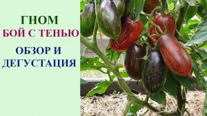 ТОМАТ-ГНОМ БОЙ С ТЕНЬЮ. ОБЗОР И ДЕГУСТАЦИЯ.