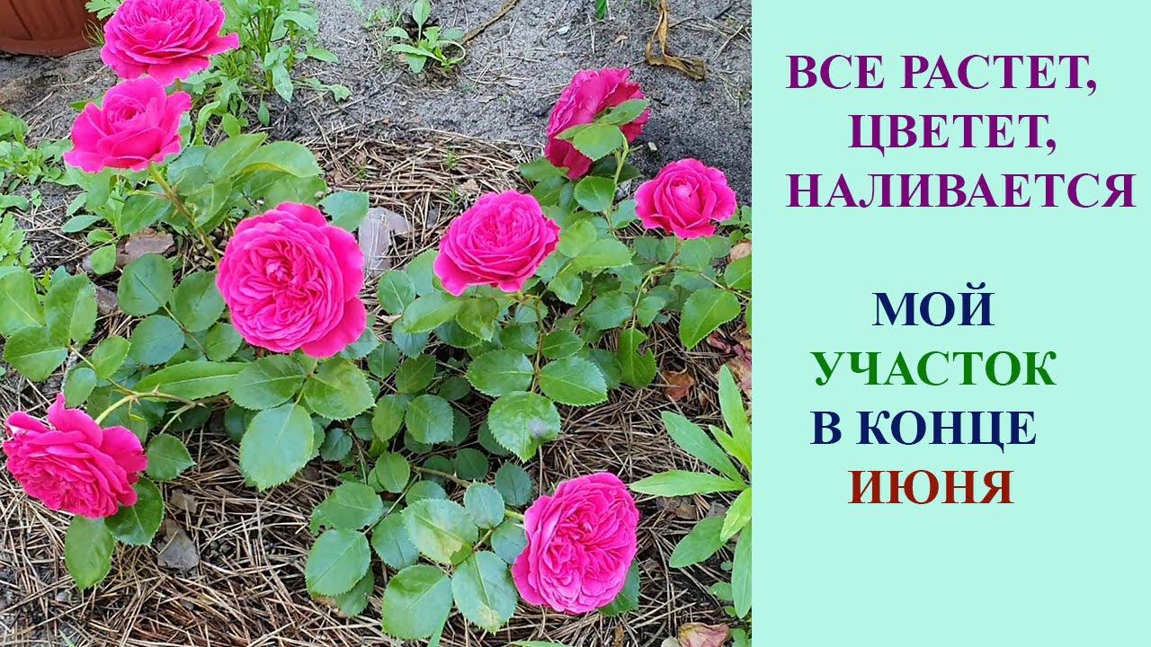 МОЙ УЧАСТОК В КОНЦЕ ИЮНЯ. ЧТО ХОРОШО РАСТЕТ, А ЧТО НЕ ОЧЕНЬ. смотреть онлайн