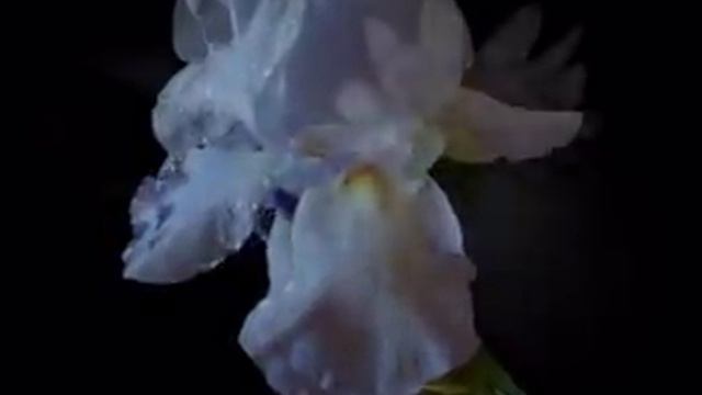 SERENATA TOSELLI смотреть онлайн