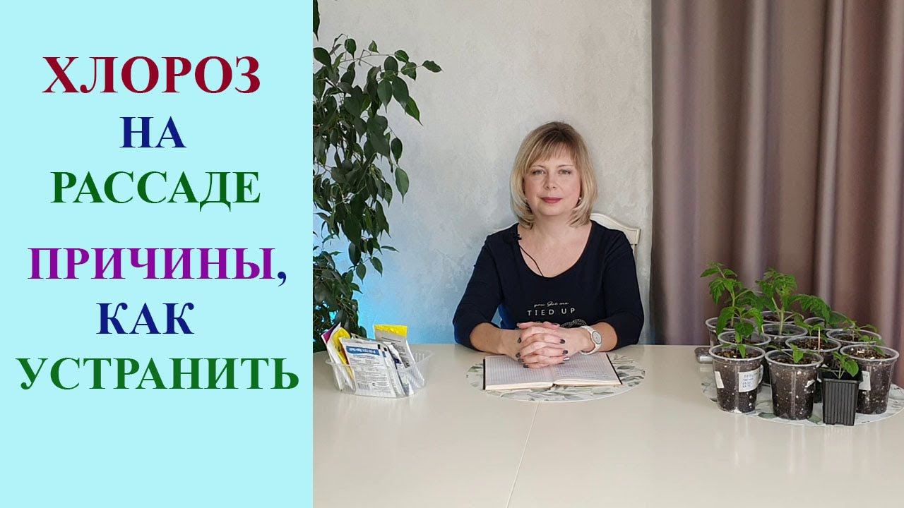ХЛОРОЗ НА РАССАДЕ. ПРИЧИНЫ И СПОСОБЫ УСТРАНЕНИЯ. смотреть онлайн