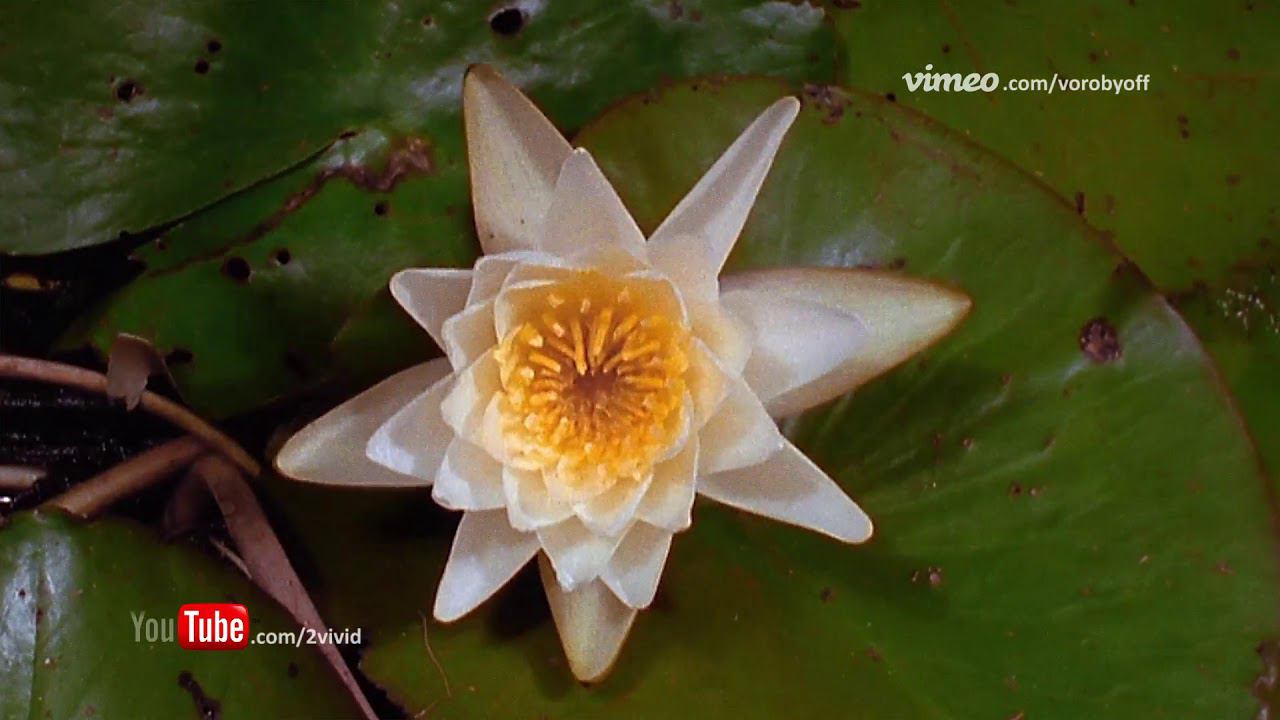 The Life of flowers Жизнь цветов