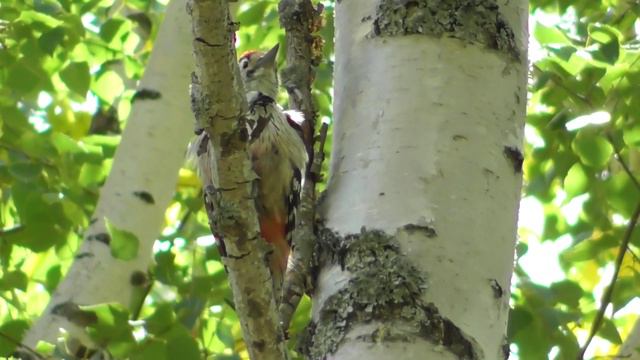 Белоспинный дятел ( Dendrocopos leucotos ) смотреть онлайн